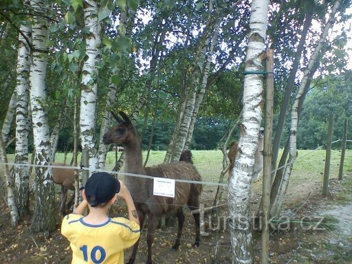 Zoo Park Na Hrádečku niedaleko Jindřichova Hradec