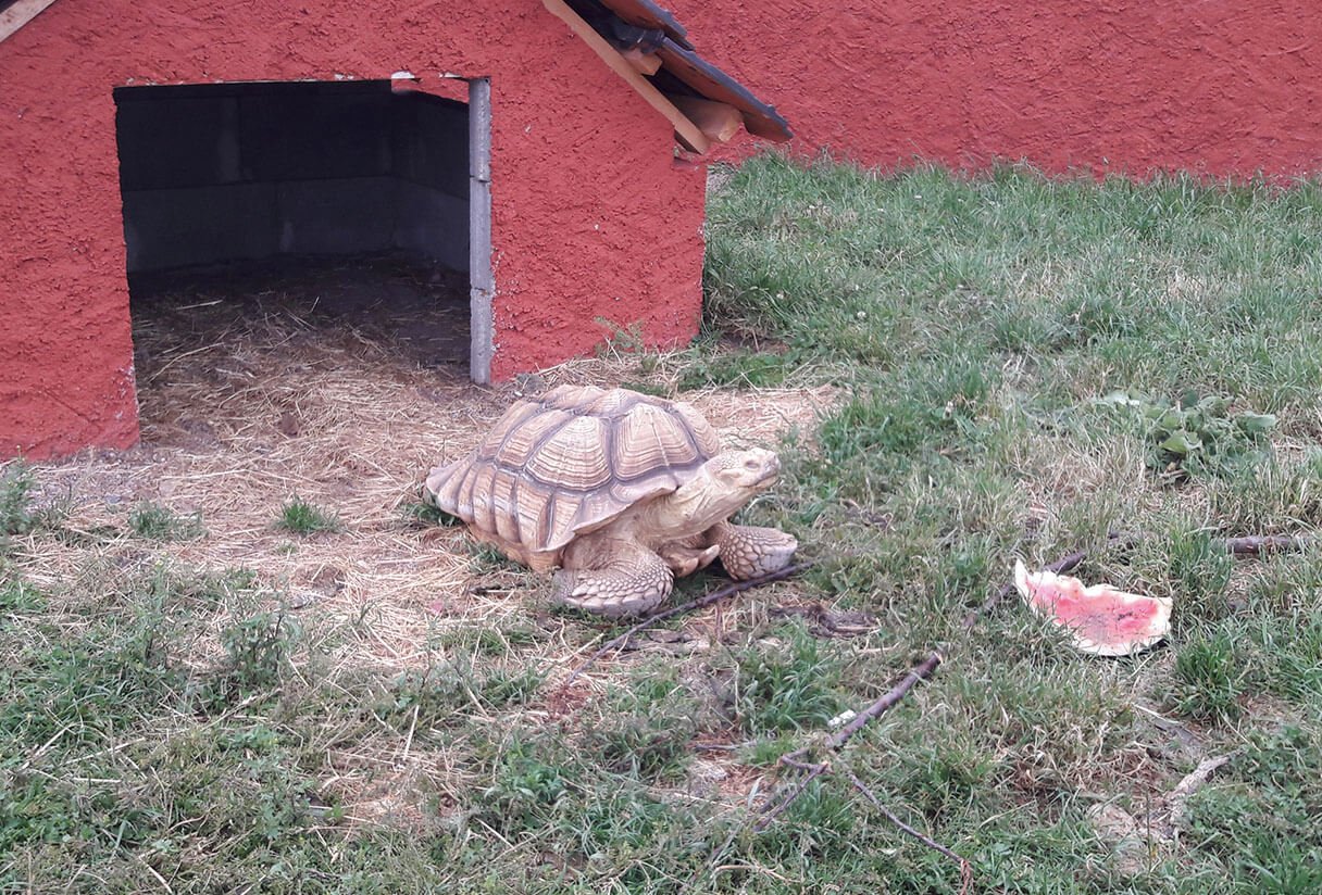 ステジェリー動物園