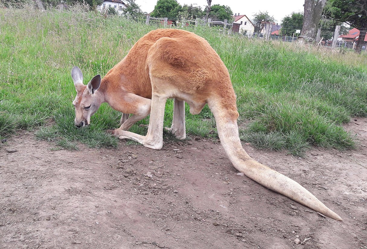 Ogród zoologiczny Stežery