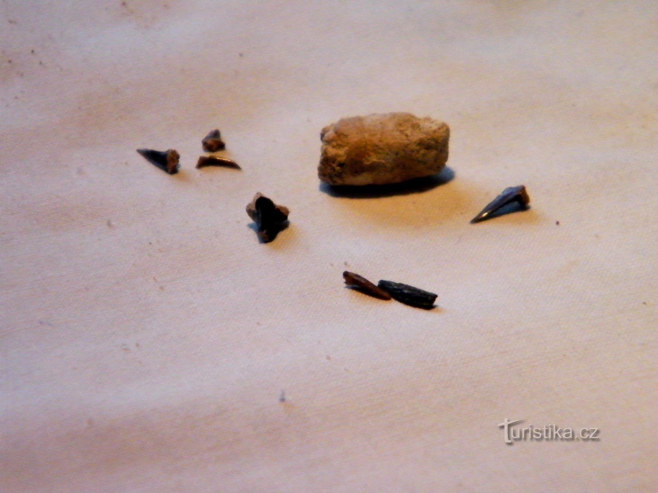 shark and other teeth (including coprolite)