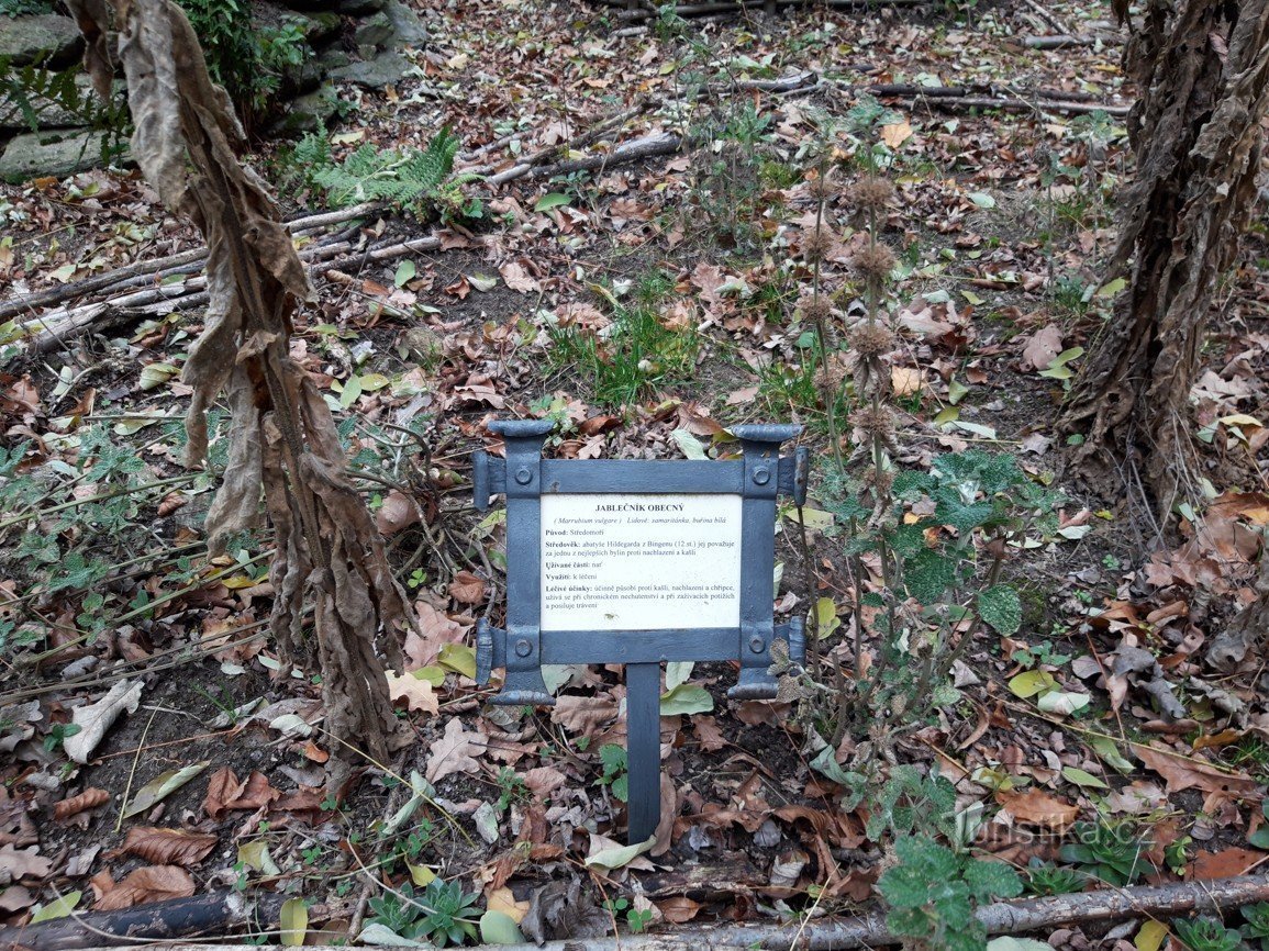 Les ruines du château de Šelmberk