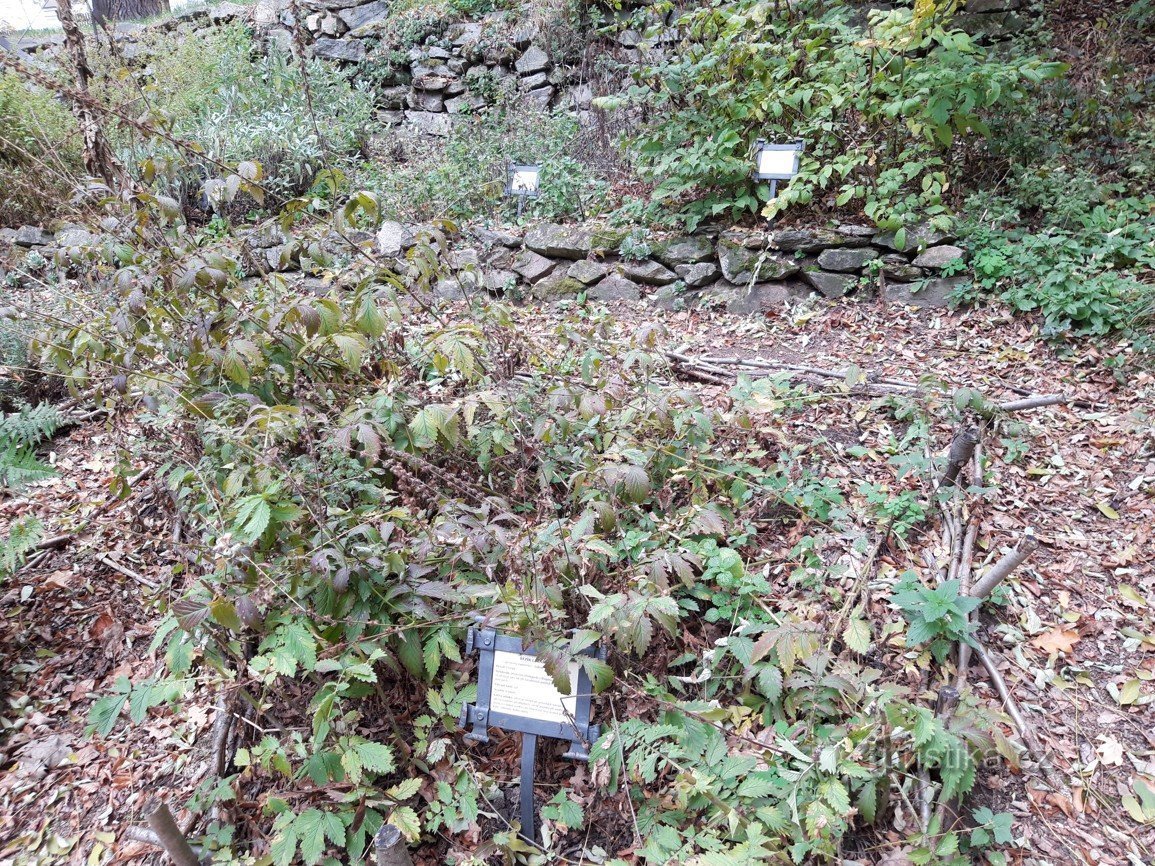 Les ruines du château de Šelmberk