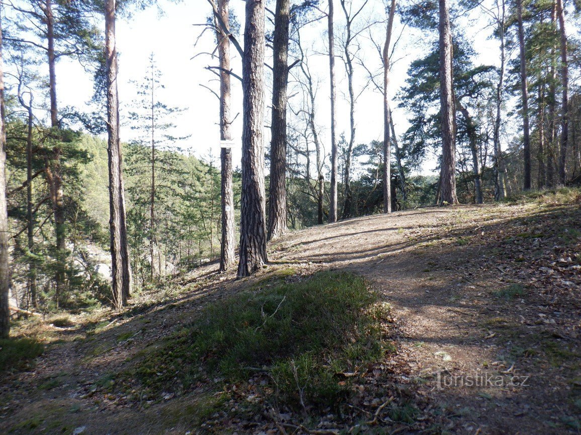 Les ruines du château de Robeč