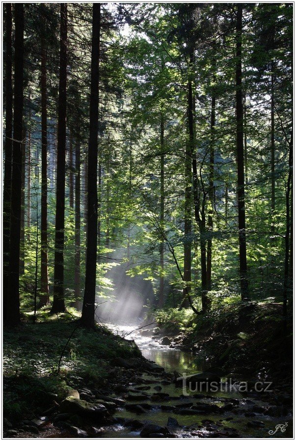 Le ruisseau perdu à la source de kyselka