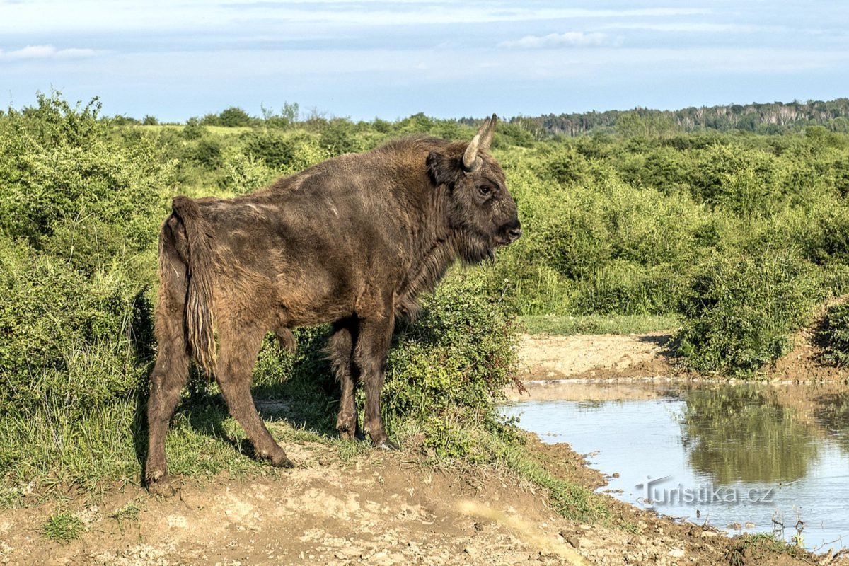 Aurochs, Milovice dự bị