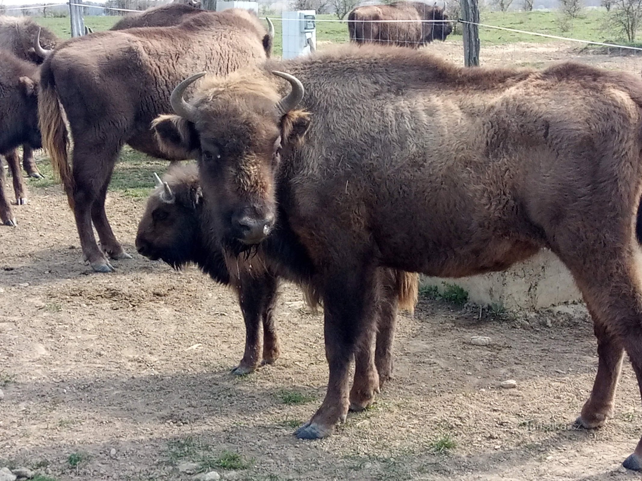 Bò rừng