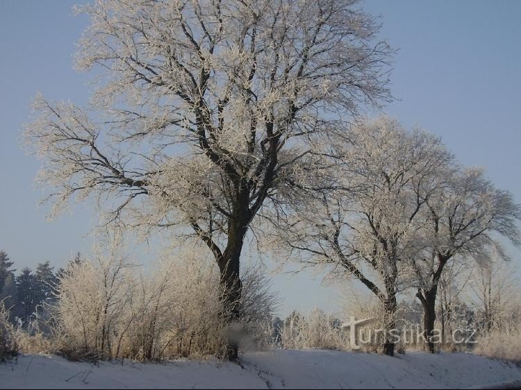 Przyroda Zvánovick: drzewo, które stoi na końcu wsi