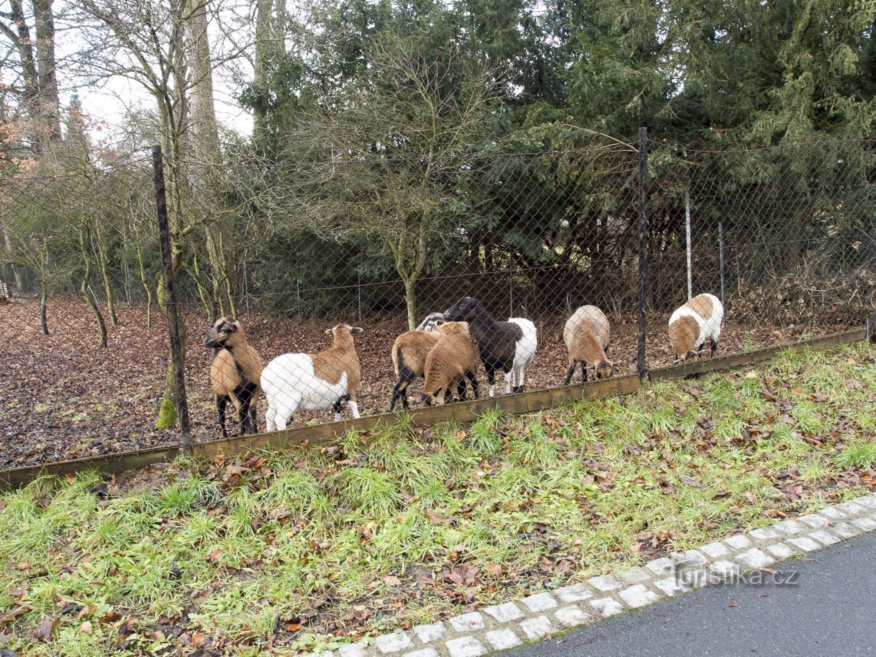 Curious cattle