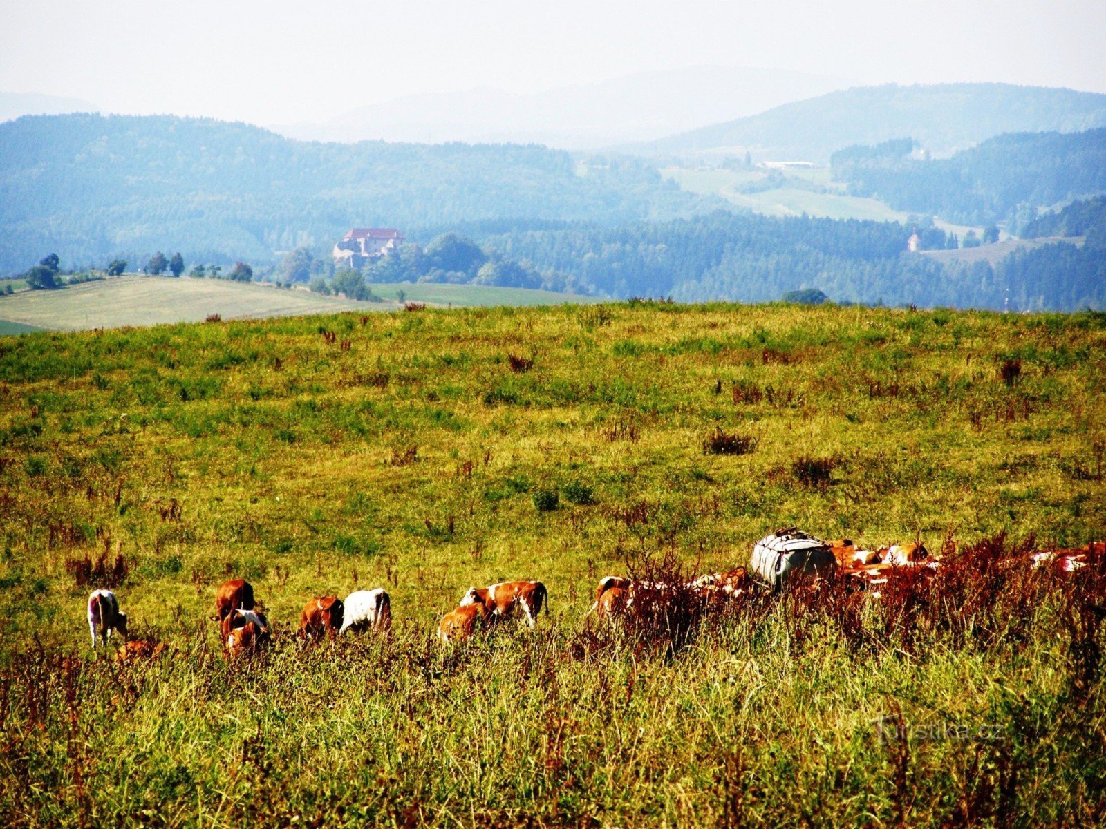 Zvičina - výhled ke hradu Pecka