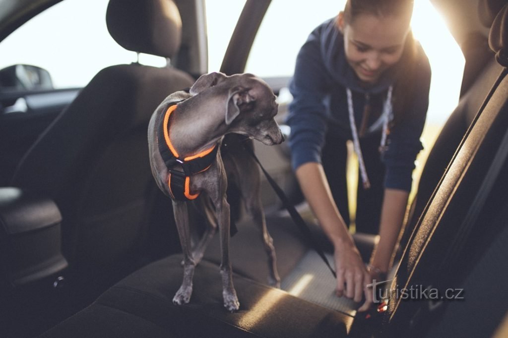 Živali na poti: Kako varno potovati v avtomobilu s psom?