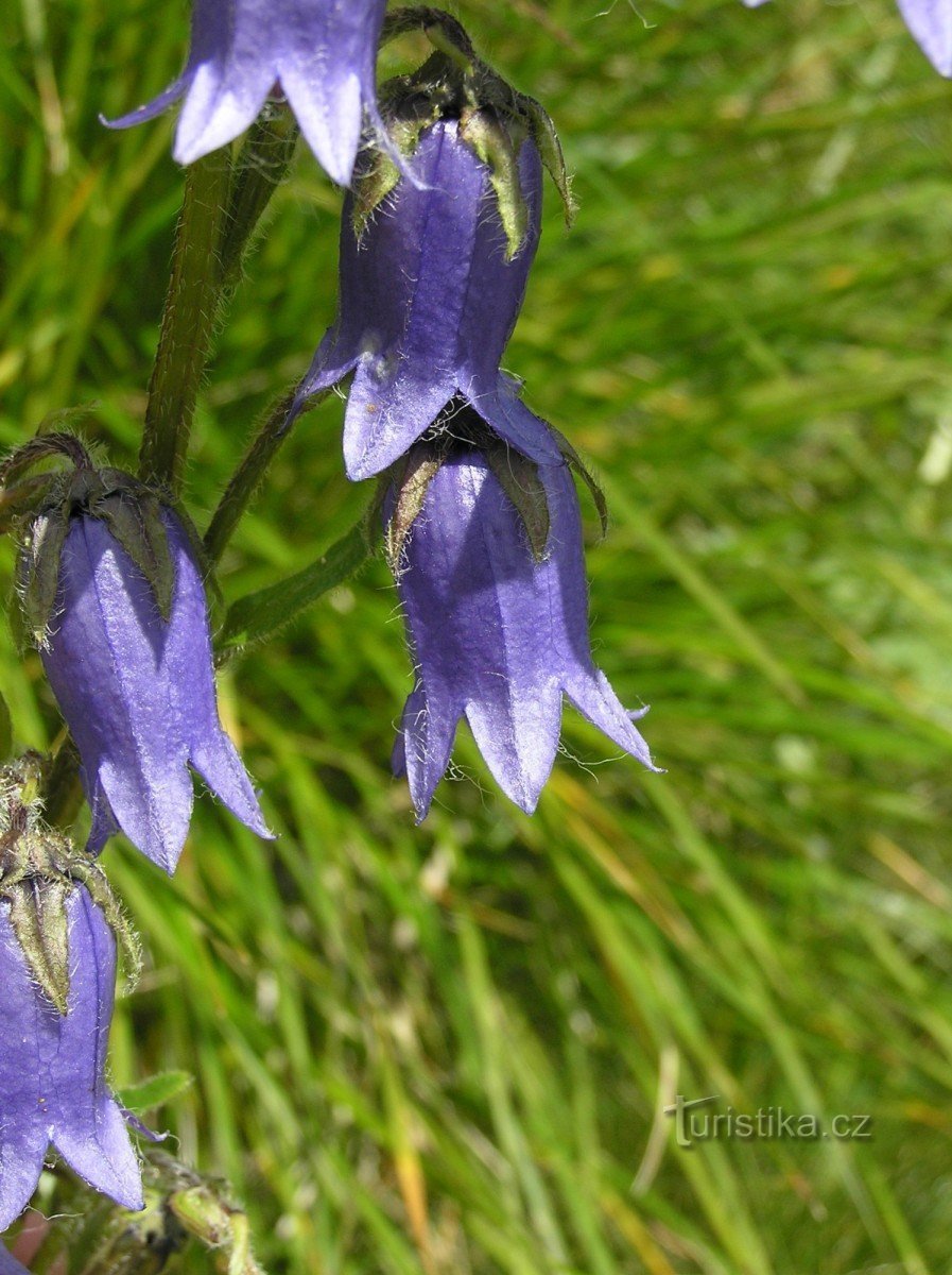 Barbudo Bell (Campanula barbata) - Na República Tcheca, cresce apenas em Hrubé Jeseník e Kralice